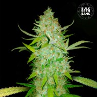 AK- Autoflower Cannabis Seeds AK- Autoflower Cannabis Seeds