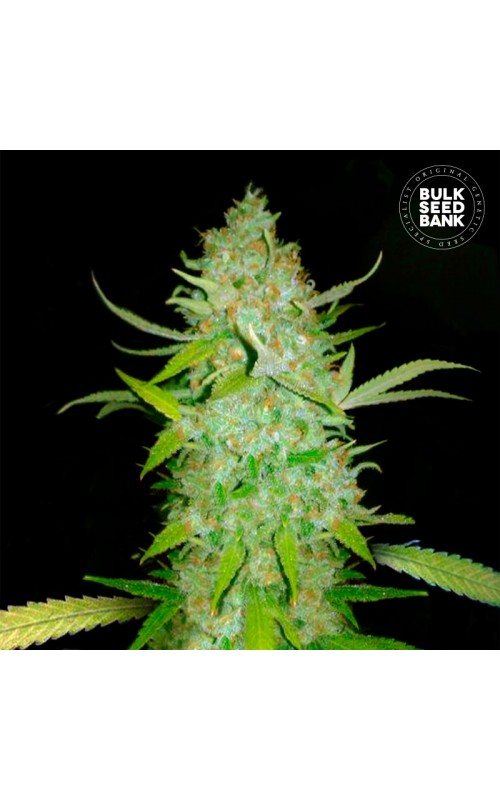 AK- Autoflower Cannabis Seeds AK- Autoflower Cannabis Seeds