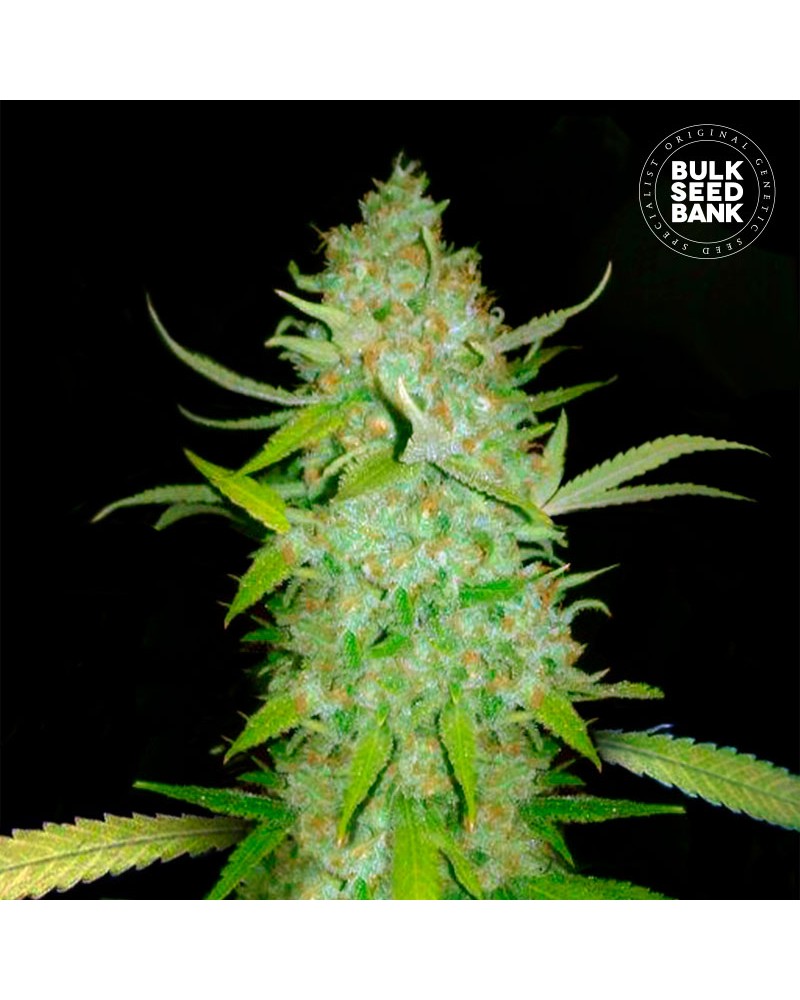 AK- Autoflower Cannabis Seeds