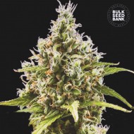 AMNESIA HAZE- Autoflower Cannabis Seeds AMNESIA HAZE- Autoflower Cannabis Seeds