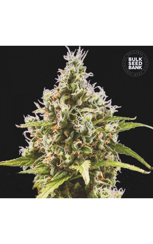 AMNESIA HAZE- Autoflower Cannabis Seeds AMNESIA HAZE- Autoflower Cannabis Seeds