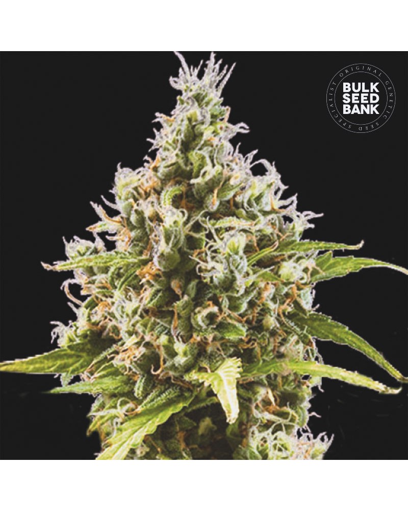 AMNESIA HAZE- Autoflower Cannabis Seeds
