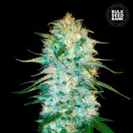 AMNESIA PLATINUM- Autoflower Cannabis Seeds AMNESIA PLATINUM- Autoflower Cannabis Seeds