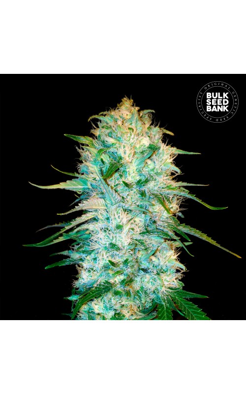 AMNESIA PLATINUM- Autoflower Cannabis Seeds AMNESIA PLATINUM- Autoflower Cannabis Seeds