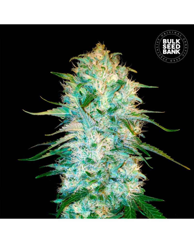 AMNESIA PLATINUM- Autoflower Cannabis Seeds 