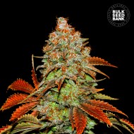 BUBBLEGUM EXTRA- Autoflower Cannabis Seeds BUBBLEGUM EXTRA- Autoflower Cannabis Seeds