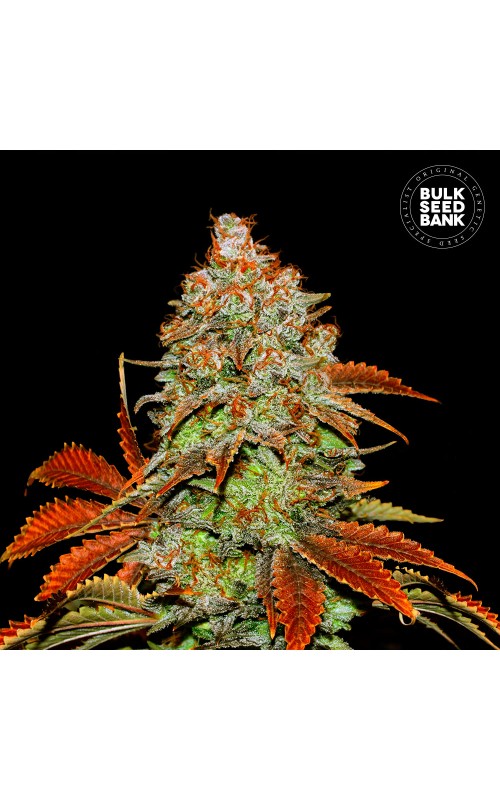 BUBBLEGUM EXTRA- Autoflower Cannabis Seeds BUBBLEGUM EXTRA- Autoflower Cannabis Seeds
