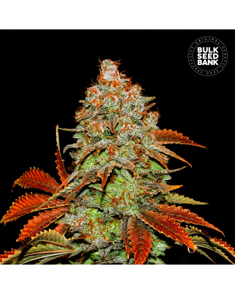 BUBBLEGUM EXTRA- Autoflower Cannabis Seeds