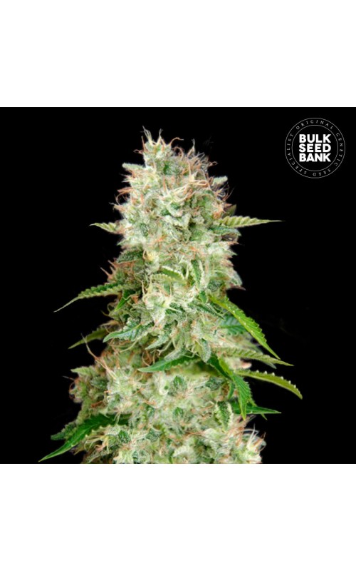 CHEESE- Autoflower Cannabis Seeds CHEESE- Autoflower Cannabis Seeds