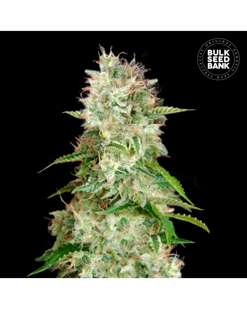 CHEESE- Autoflower Cannabis Seeds