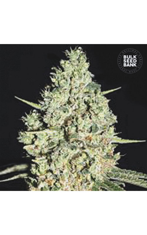CRITICAL- Autoflower Cannabis Seeds CRITICAL- Autoflower Cannabis Seeds