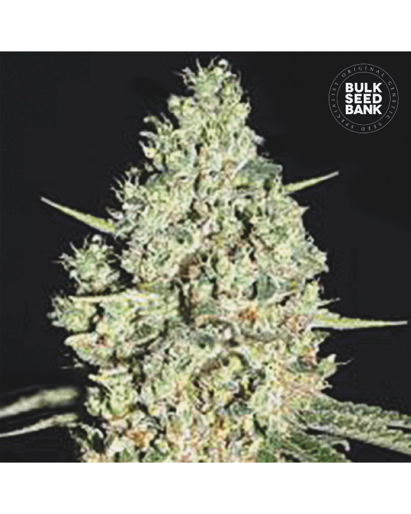CRITICAL- Autoflower Cannabis Seeds 