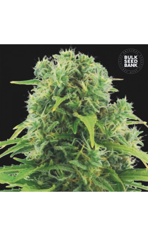 NORTHERN LIGHT- Autoflower Cannabis Seeds