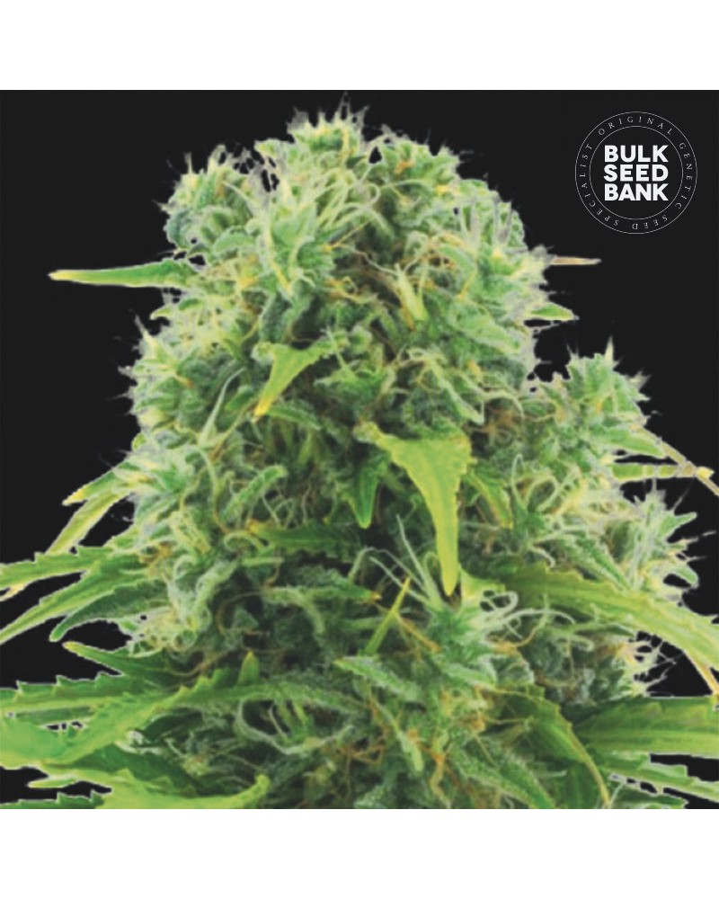 NORTHERN LIGHT- Autoflower Cannabis Seeds