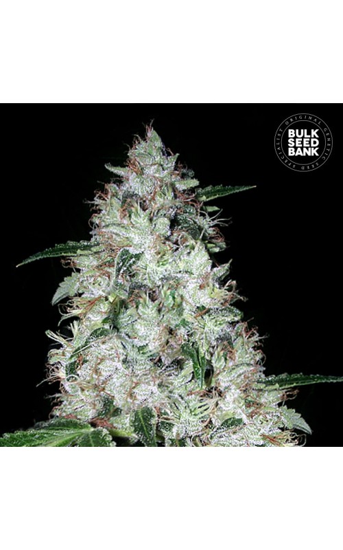 OG KUSH- Autoflower Cannabis Seeds