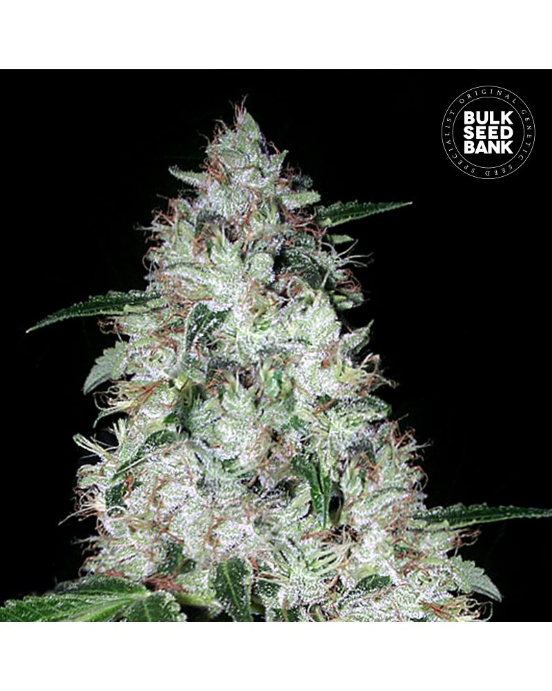 OG KUSH- Autoflower Cannabis Seeds OG KUSH- Autoflower Cannabis Seeds