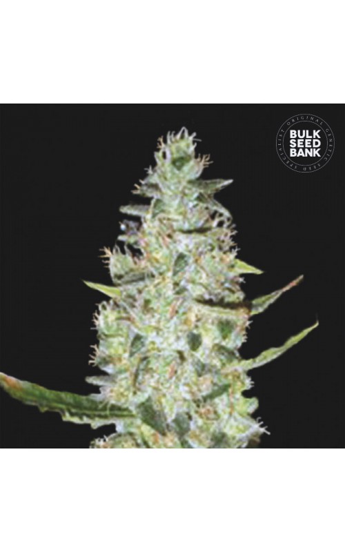 SPECIAL SKUNK- Autoflower Cannabis Seed