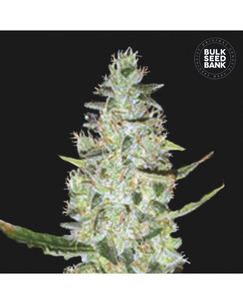 SPECIAL SKUNK- Autoflower Cannabis Seed
