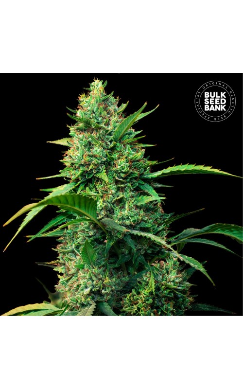 STRAWBERRY FERRY- Autoflower Cannabis Seeds