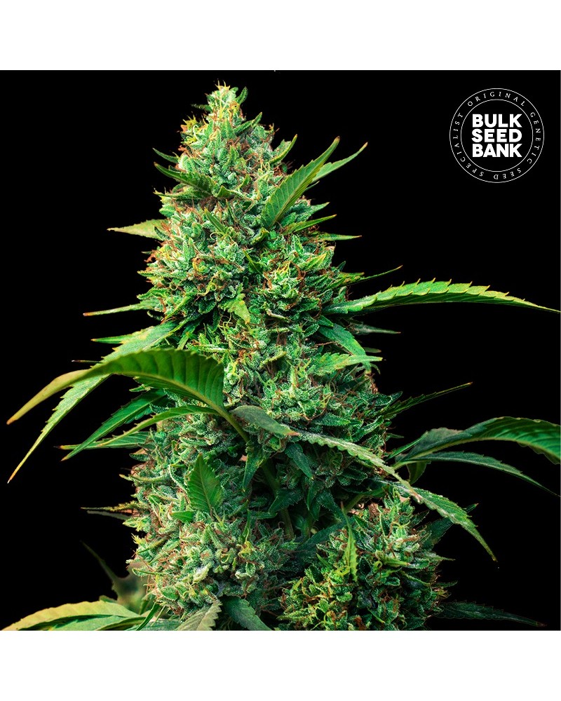 STRAWBERRY FERRY- Autoflower Cannabis Seeds