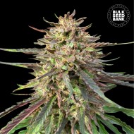 CBD GUERILLA GLUE- Autoflower Cannabis Seeds