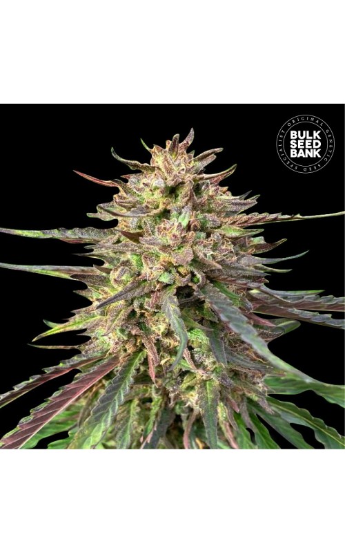 CBD GUERILLA GLUE- Autoflower Cannabis Seeds