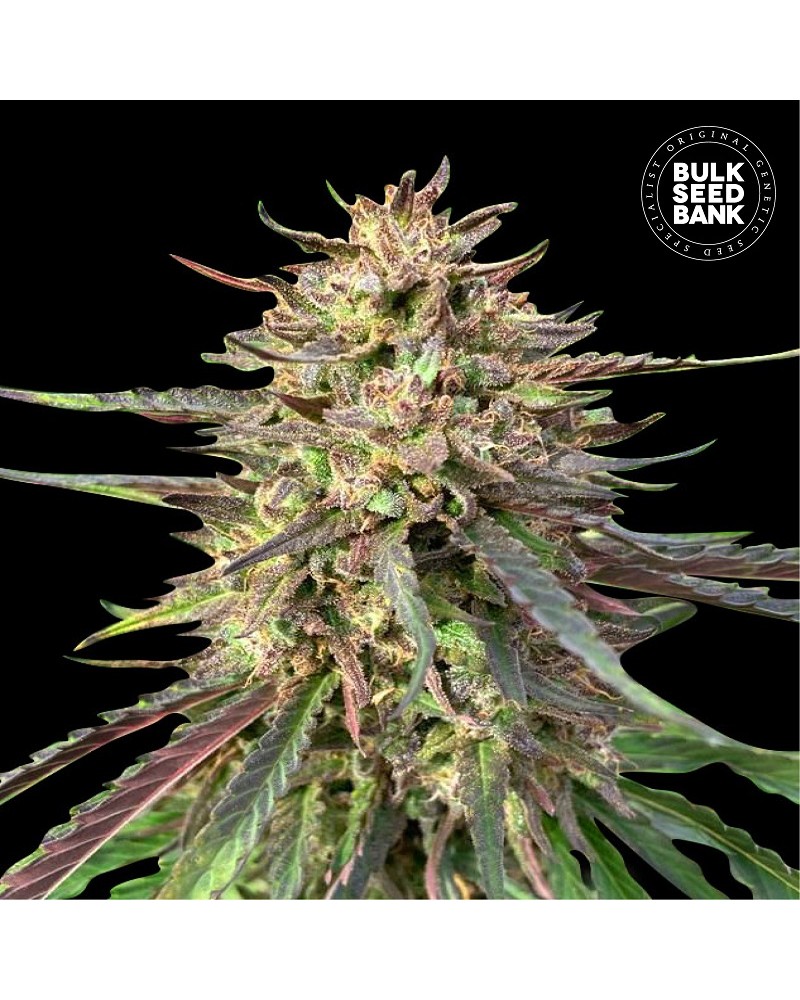 CBD GUERILLA GLUE- Autoflower Cannabis Seeds CBD GUERILLA GLUE- Autoflower Cannabis Seeds