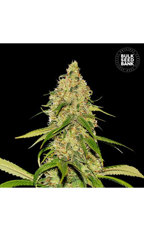 CBD WHITE WIDOW- Autoflower Cannabis Seeds