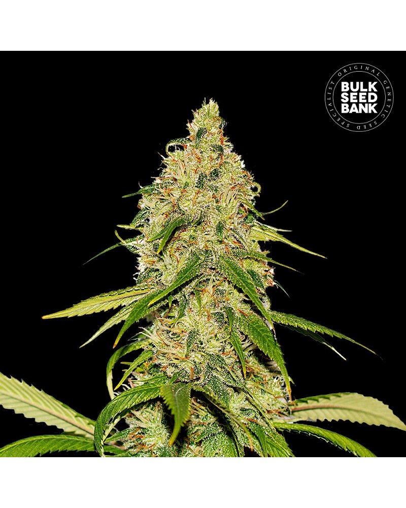 CBD WHITE WIDOW- Autoflower Cannabis Seeds CBD WHITE WIDOW- Autoflower Cannabis Seeds