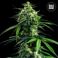 CBD INDICA KING FEMINISED
