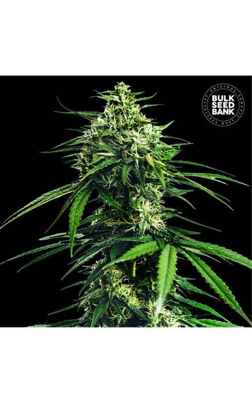 CBD INDICA KING FEMINISED