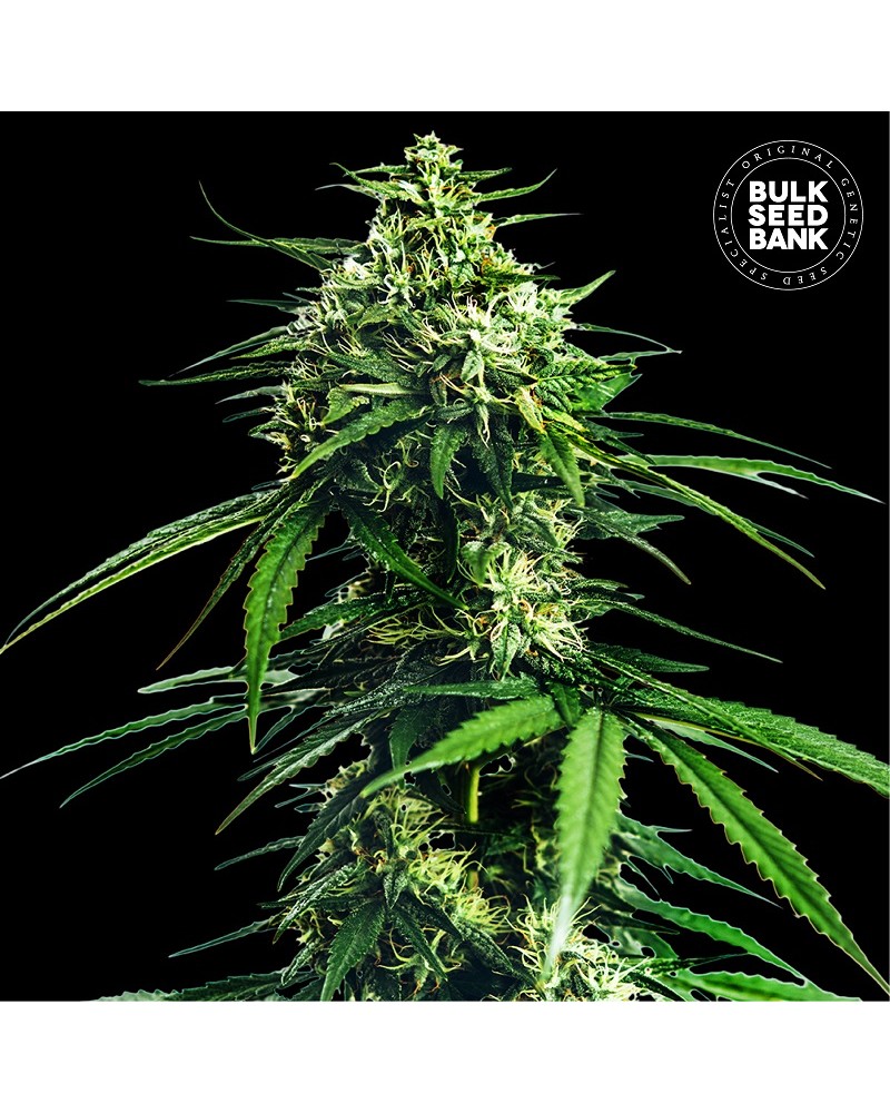 CBD INDICA KING FEMINISED CBD INDICA KING FEMINISED