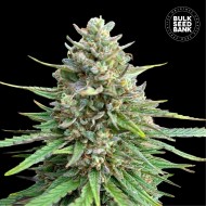 CBD SATIVA KING FEMINISED