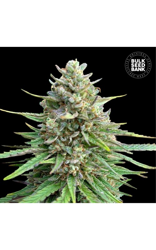 CBD SATIVA KING FEMINISED