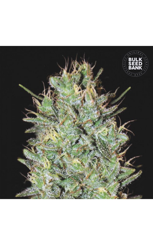 AMNESIA HAZE FEMINISED