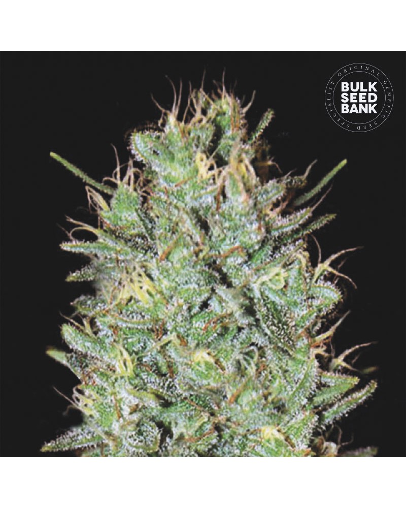 AMNESIA HAZE FEMINISED