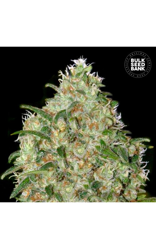 AMNESIA PLATINUM FEMINISED