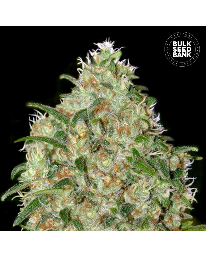 AMNESIA PLATINUM FEMINISED