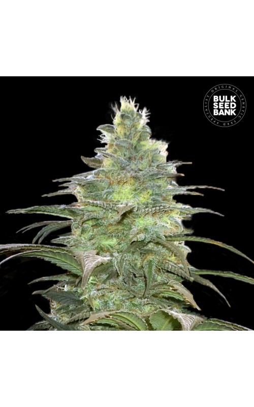 BLUEBERRY BERRY FEMINISED