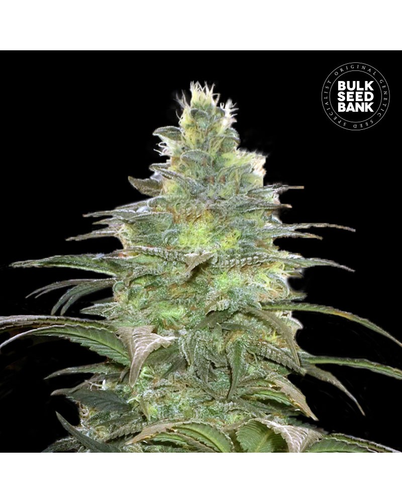 BLUEBERRY BERRY FEMINISED