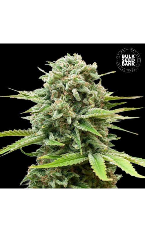 GUERILLA GLUE- Autoflower Cannabis Seeds GUERILLA GLUE- Autoflower Cannabis Seeds