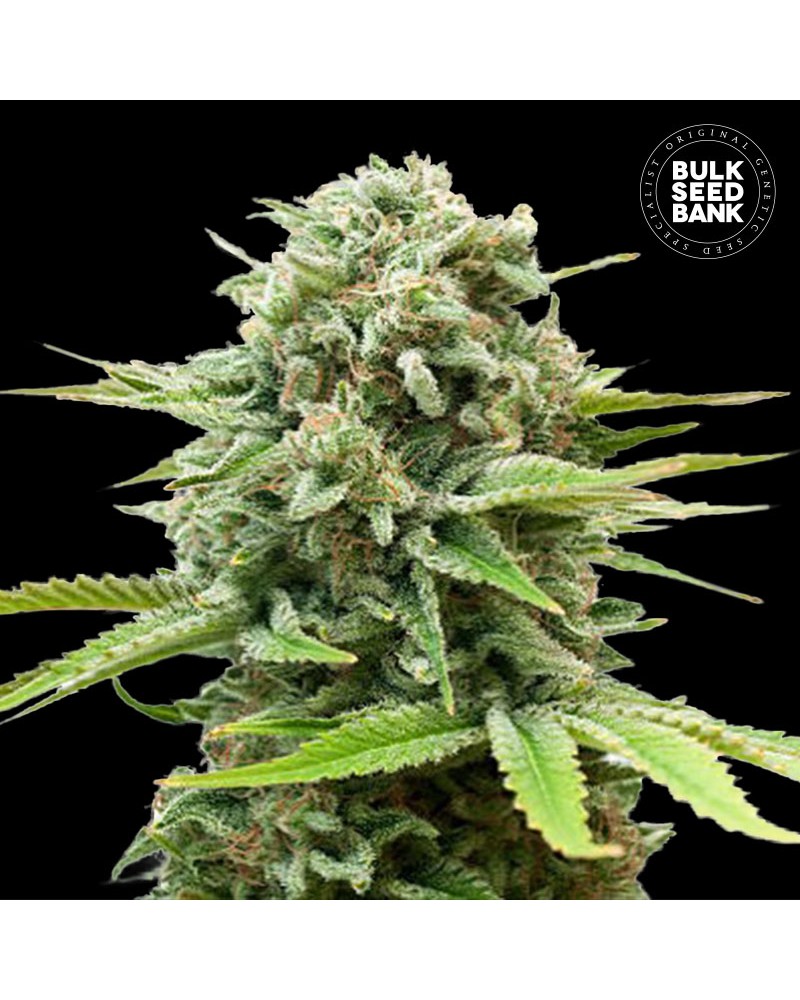 GUERILLA GLUE- Autoflower Cannabis Seeds