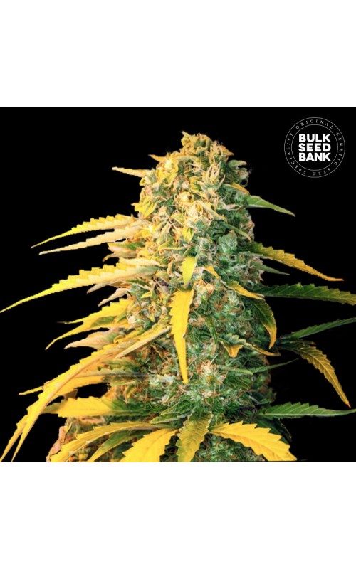 WHITE WIDOW- Autoflower Cannabis Seeds