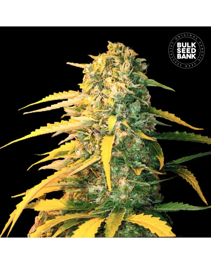 WHITE WIDOW- Autoflower Cannabis Seeds WHITE WIDOW- Autoflower Cannabis Seeds
